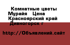 Комнатные цветы Мурайя › Цена ­ 300 - Красноярский край, Дивногорск г.  »    